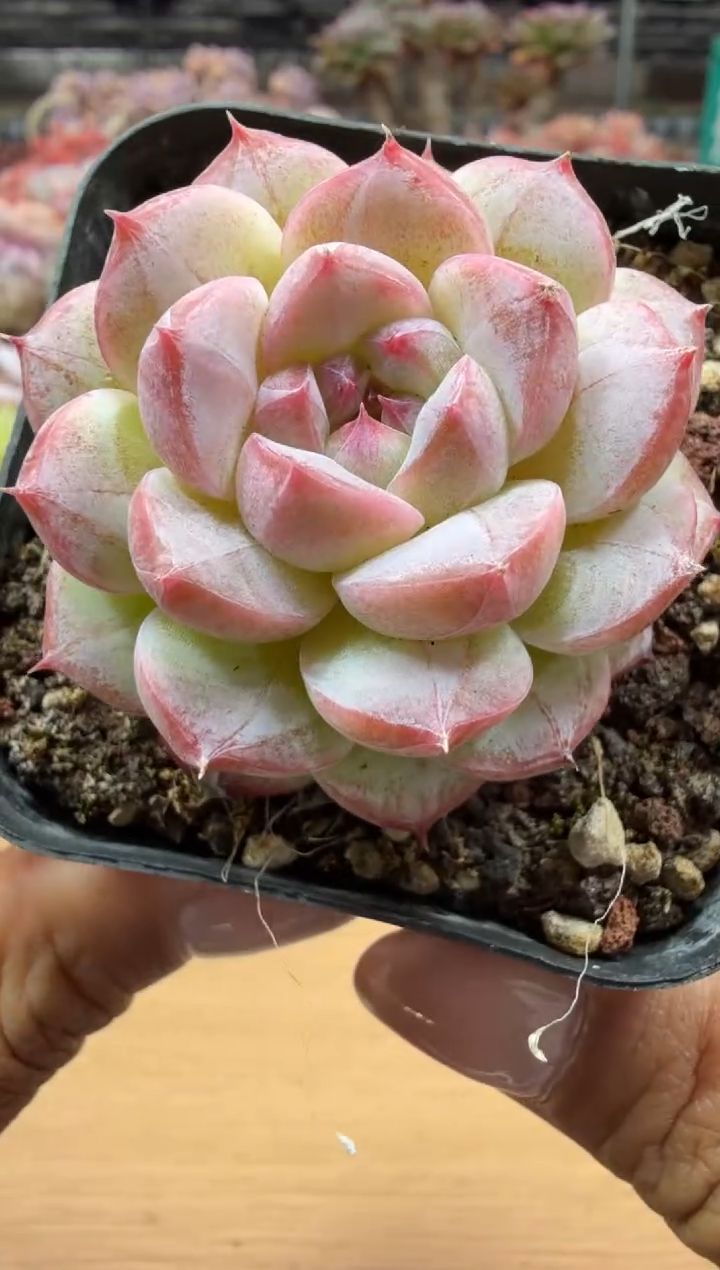 东云多肉园二店-17