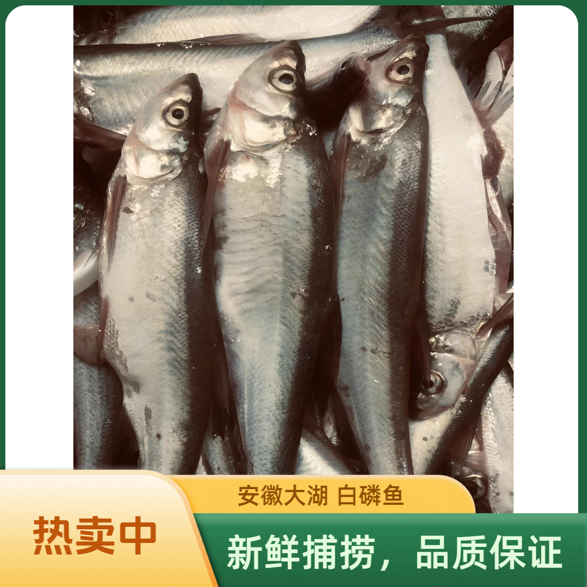 安徽大湖中小翘嘴鱼 白叼子鱼 白条鱼岛子鱼新鲜顺丰到家