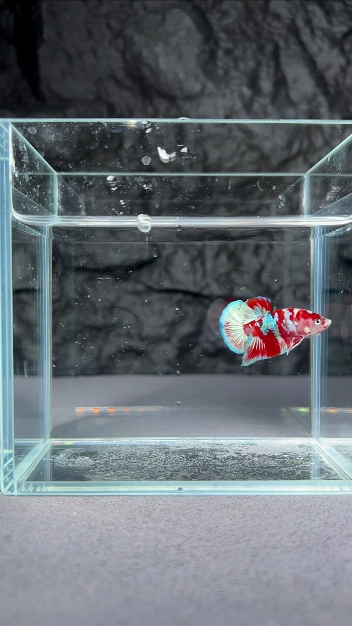 斗鱼竞拍链接S053