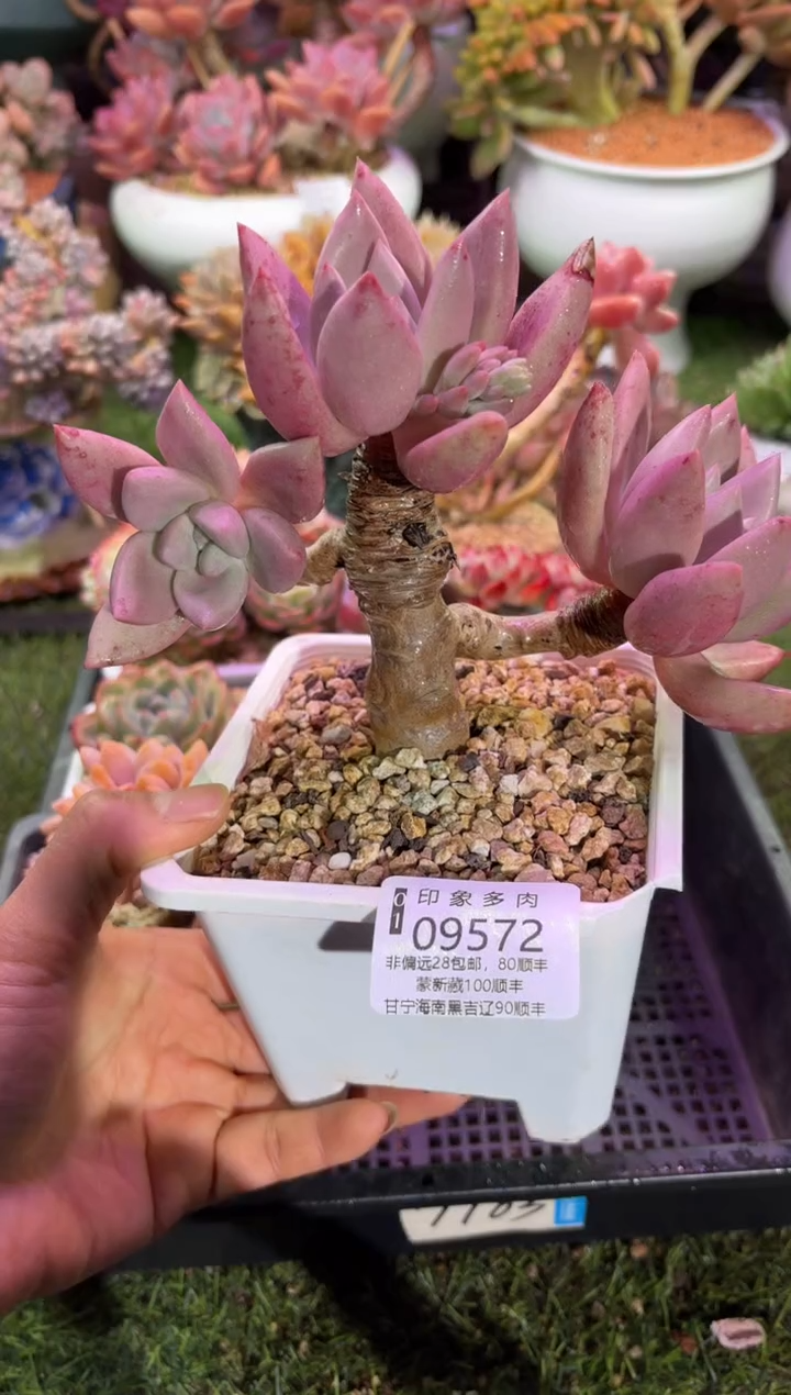 【闪购商品】09572