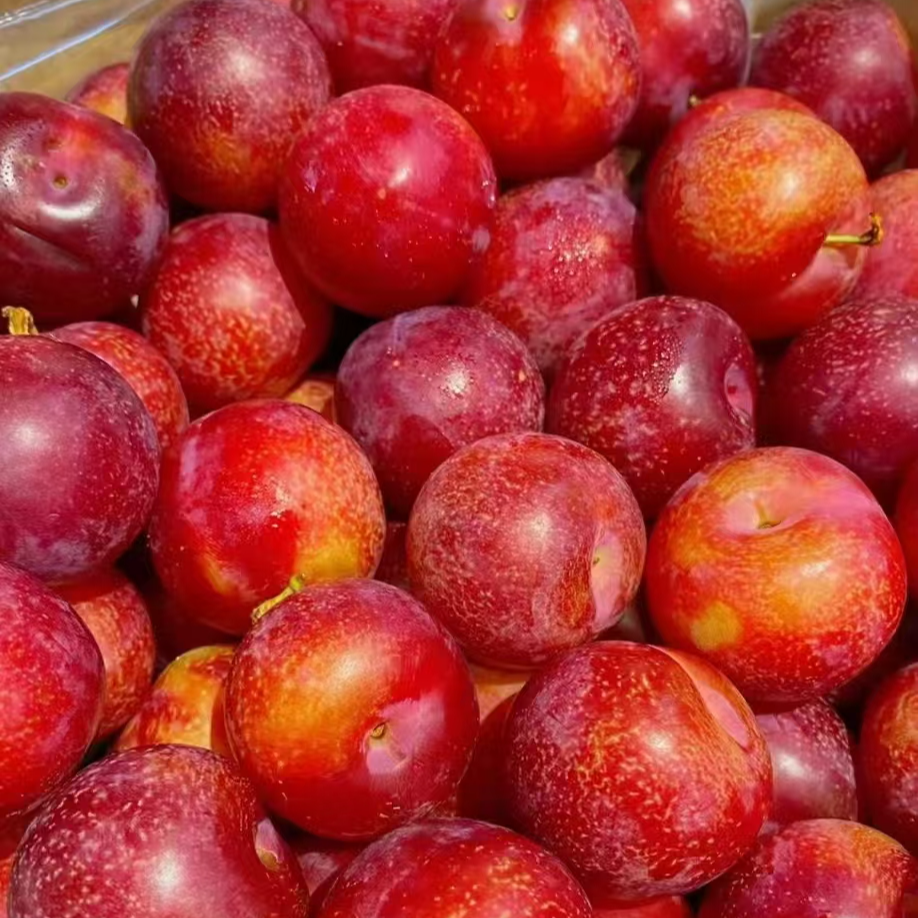 智利空运樱桃李6J新鲜应季水果硬脆甜顺丰冷链发货