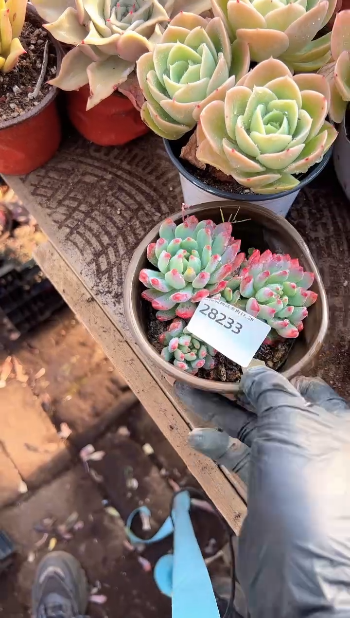 @*童阿迷洲多肉花卉28233