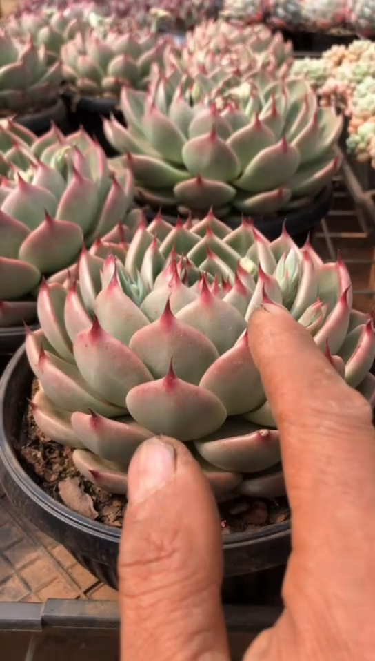 【闪购商品】托斯卡內利9.9米