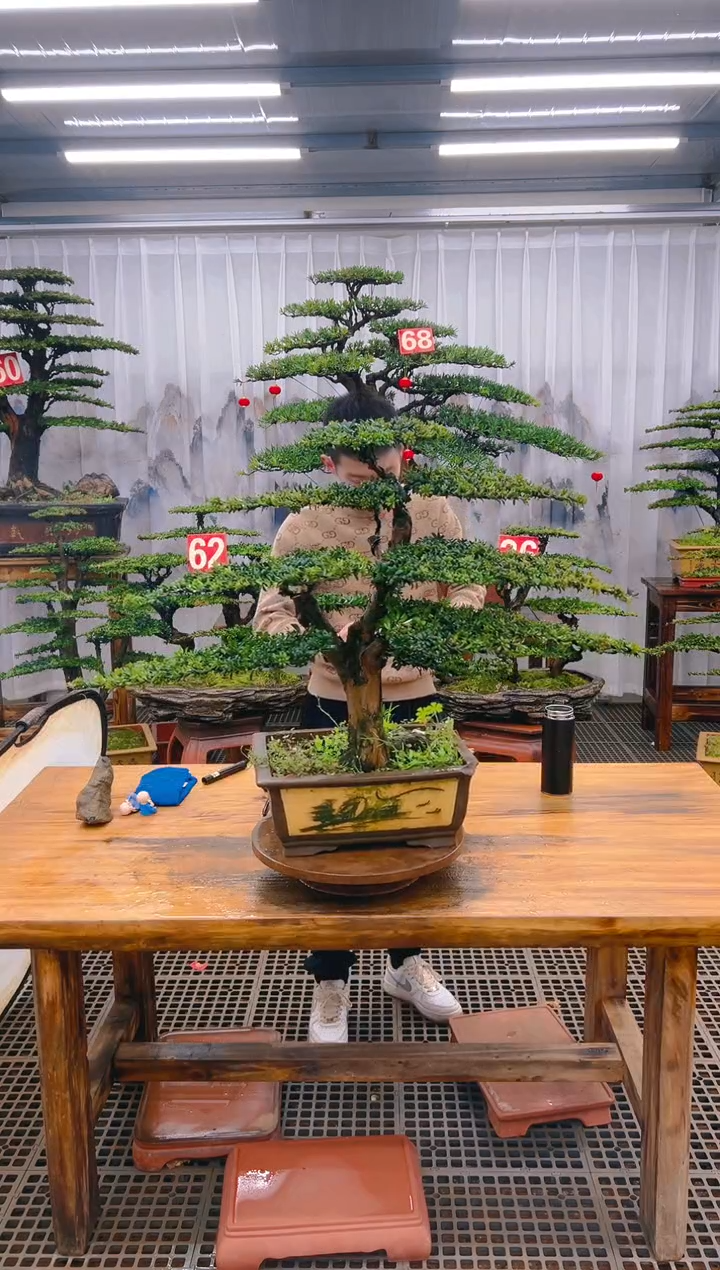 【闪购商品】紫砂精品盆景直播间一物一拍