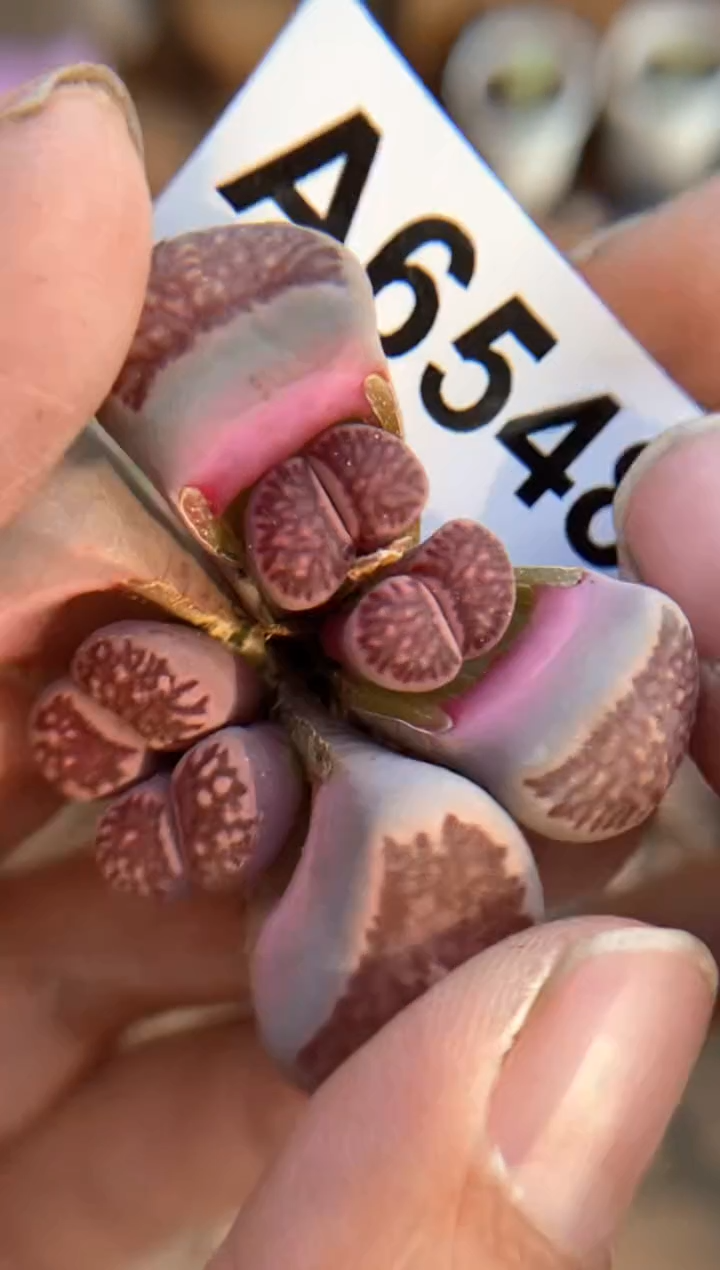 【闪购商品】6548直播一物一拍