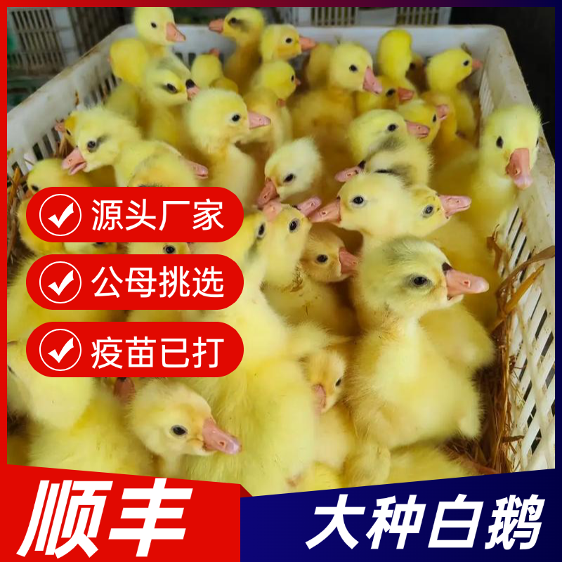 网红柯尔鸭可爱宠物大种鹅苗小幼崽健康好养顺丰包邮到家