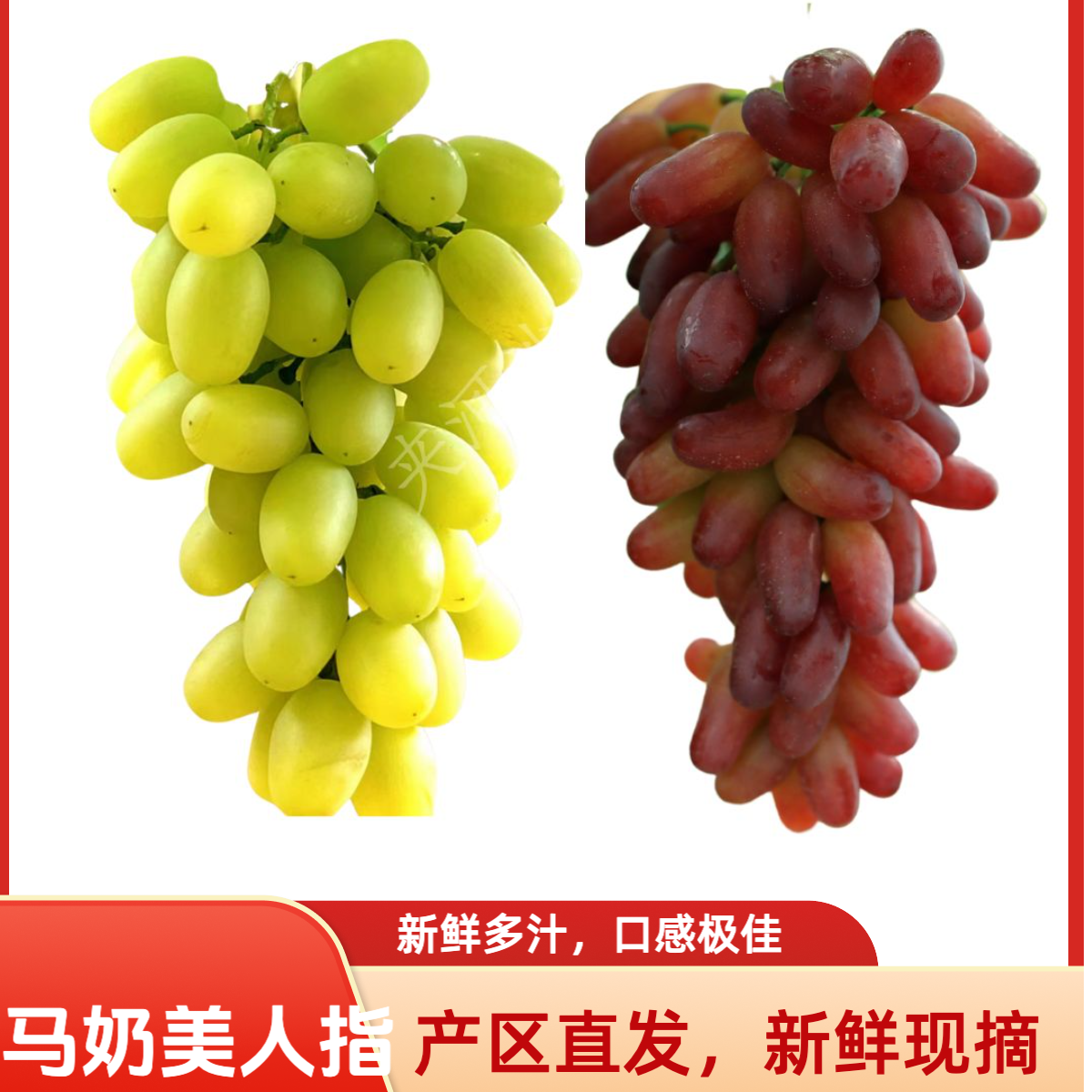 怀来葡萄马奶美人指现摘现发应季水果河北省