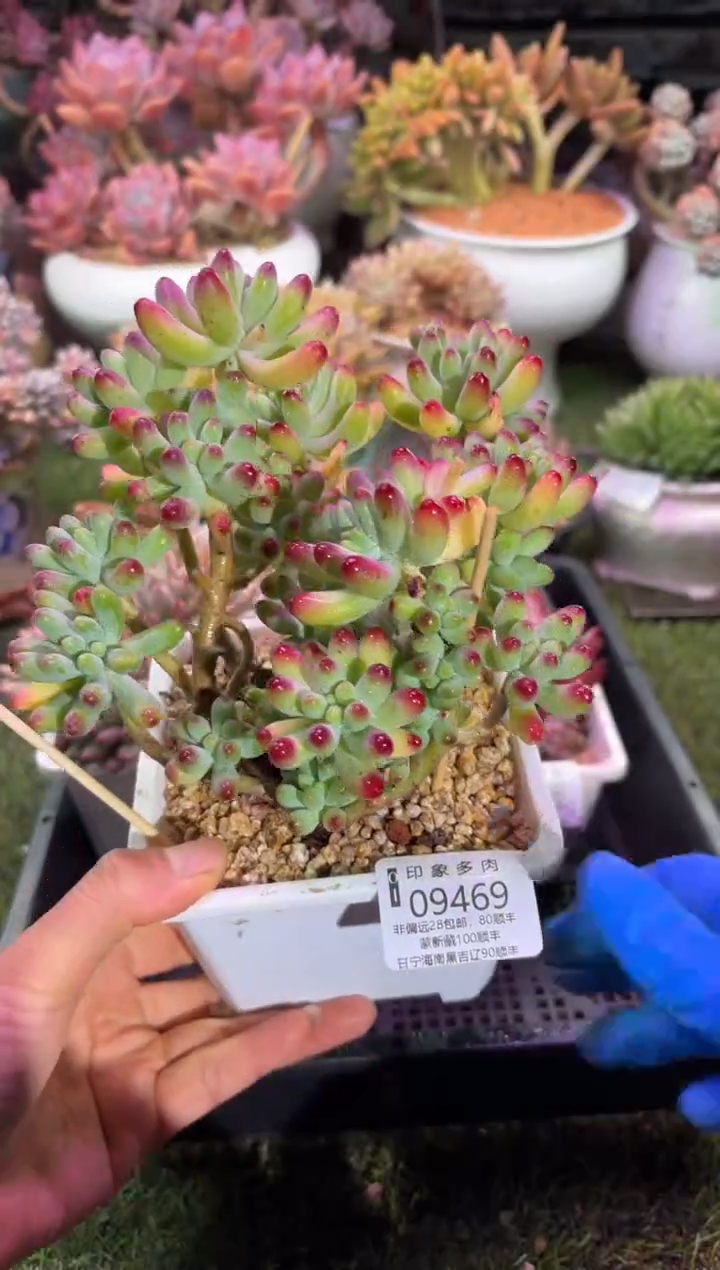 【闪购商品】09469