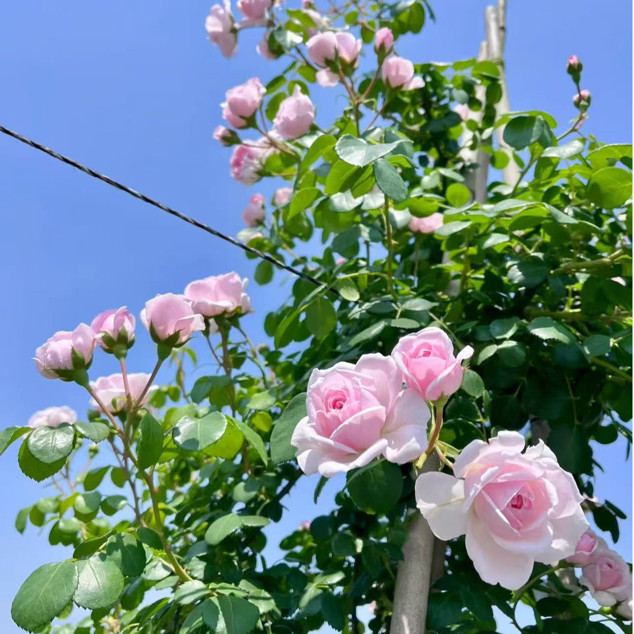 小藤本月季灰姑娘月季真品庭院地被垂吊四季开花浓香绿植花卉小苗