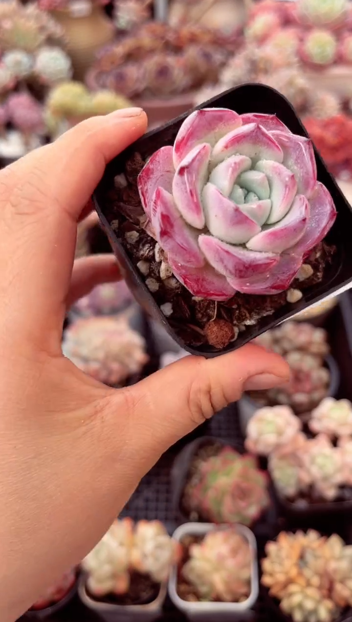 【闪购商品】7525单头多肉