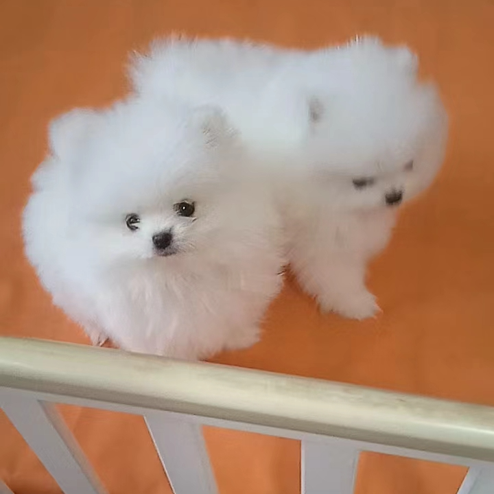 素质青年宠物 宠物狗活体博美犬