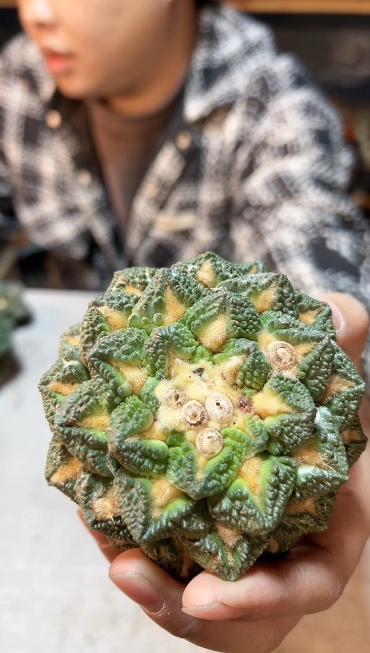 【闪购商品】32号苗接无根深割尤龟甲8.9个