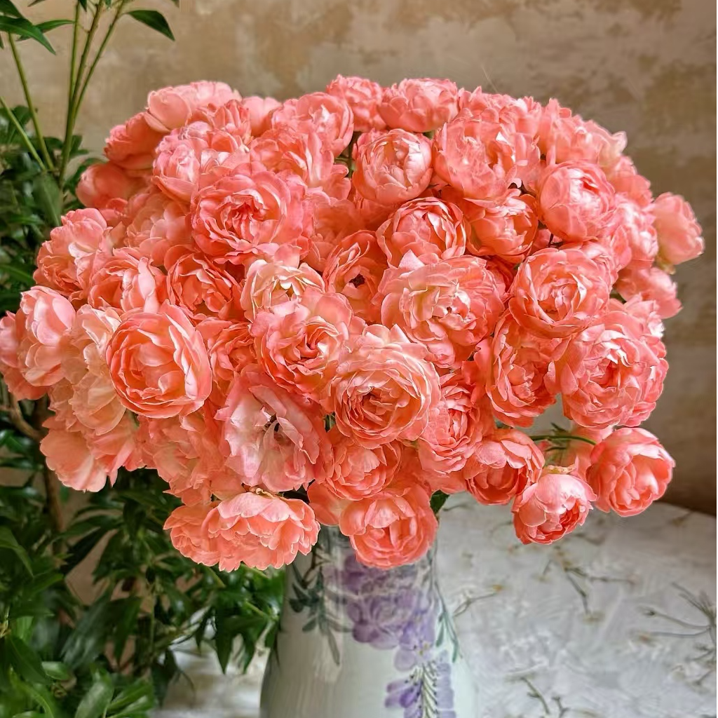 【独鬏鬏优选】A级鲜花 [橙泡芙] 多头玫瑰 顺丰配送