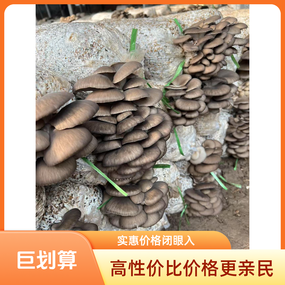 【笑扬农场】天津本地新鲜现摘先发平菇平菇