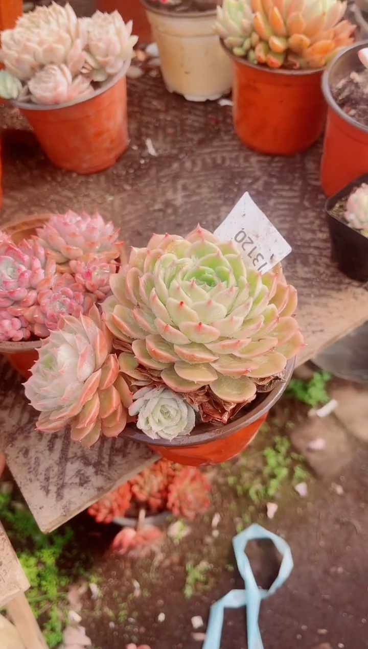 从*跃跃精品多肉13120