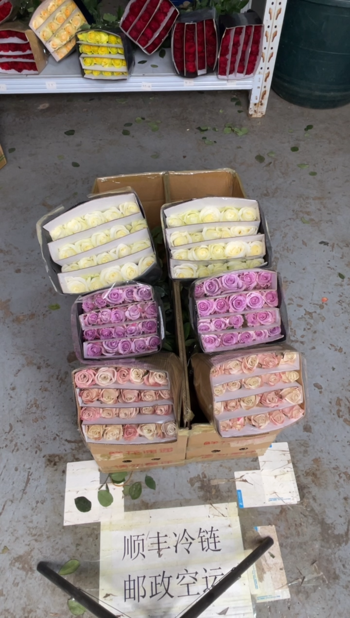 特价玫瑰20枝+海洋之歌20枝+骄傲20枝