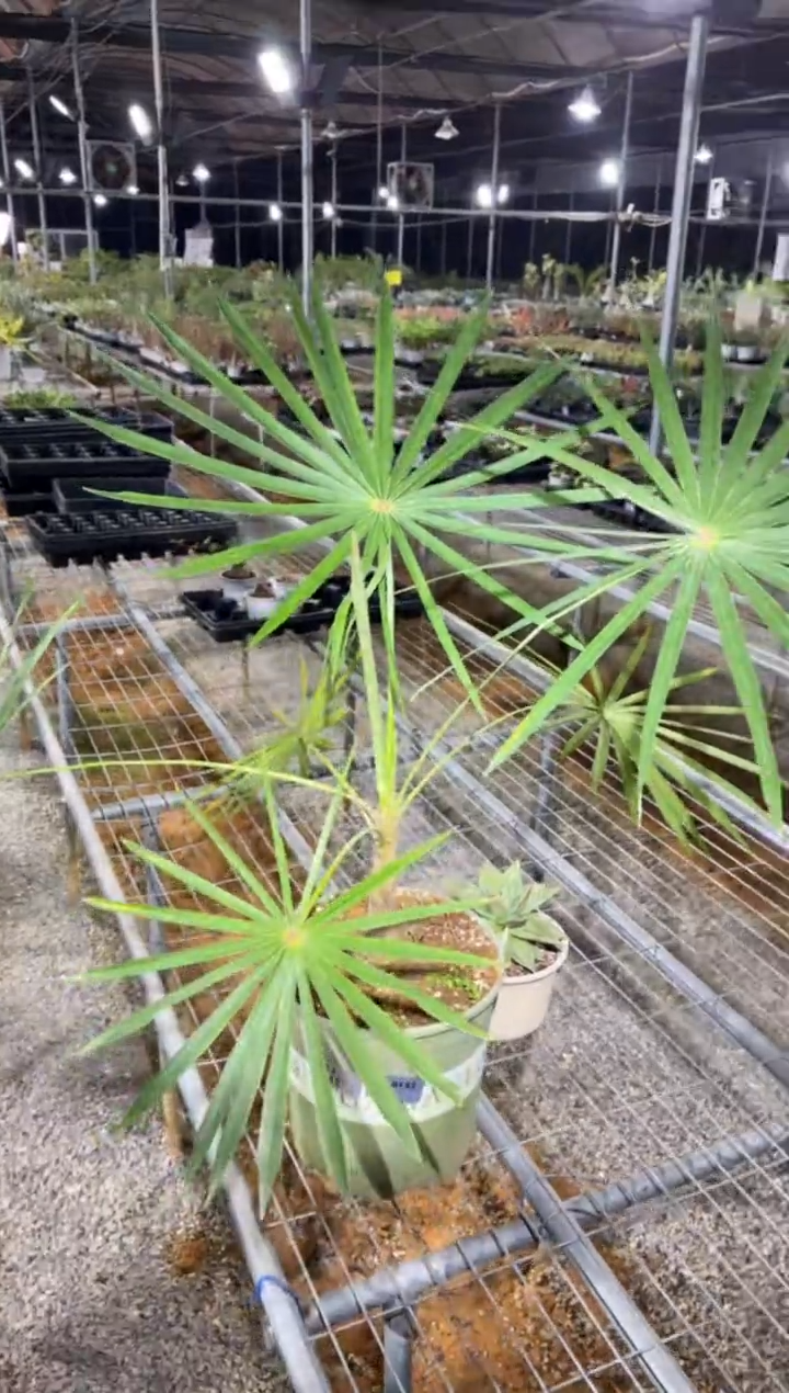 米拉瓜银棕FC-9133