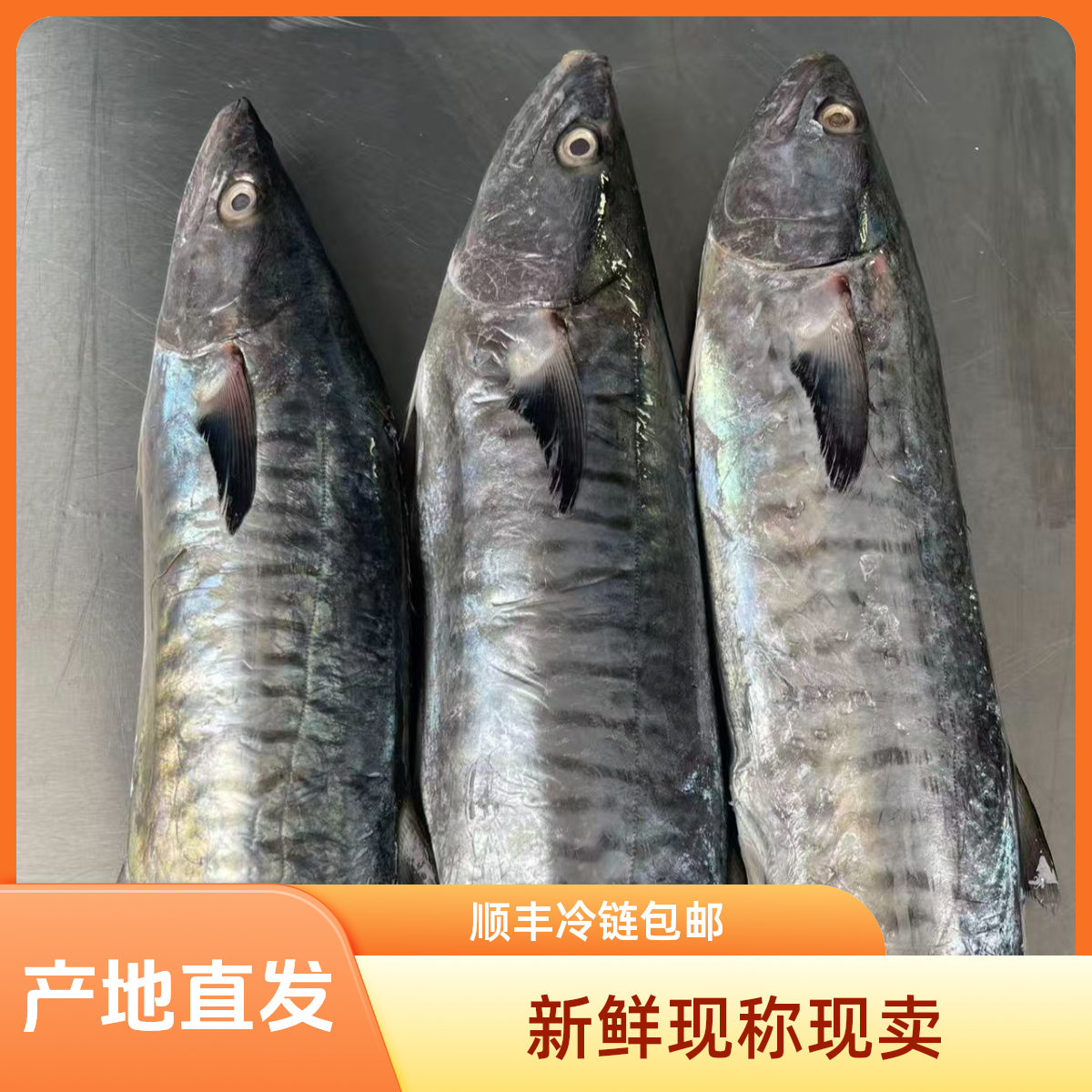 正宗马鲛鱼整条新鲜速冻广东湛江海产