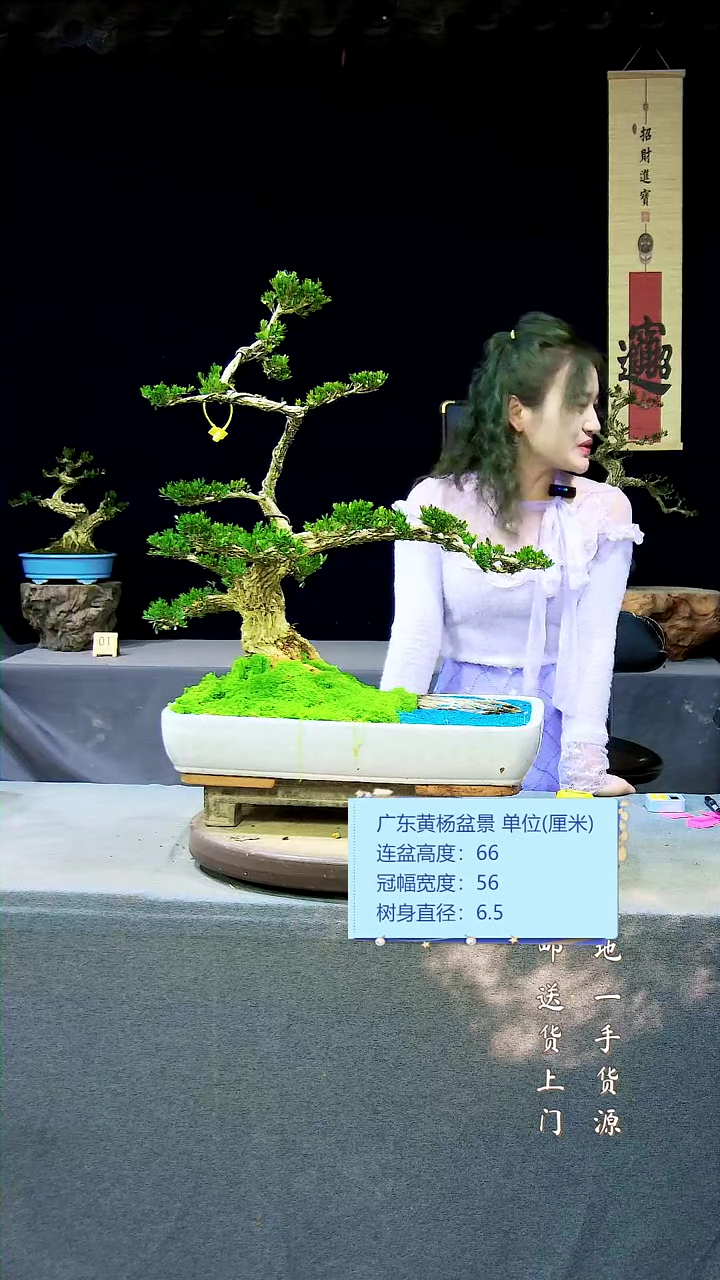 【闪购商品】雀舌黄杨盆景雀舌黄杨盆景