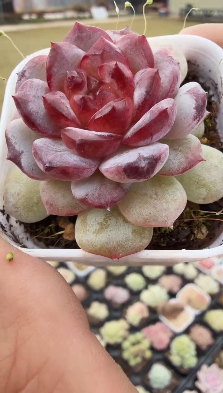 东云多肉园新款-79