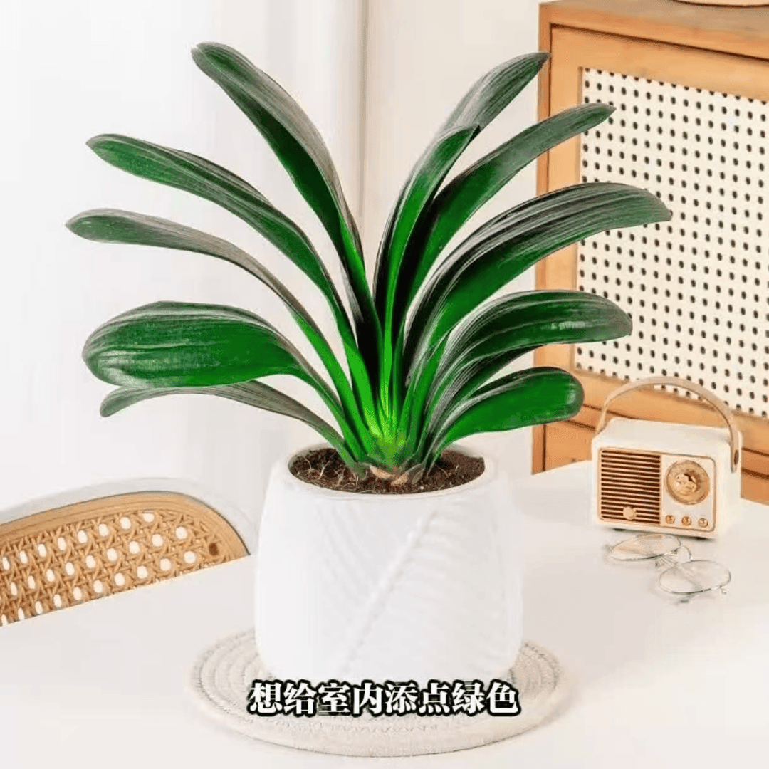 8-12片叶君子兰绿植盆栽室内花卉阳台摆放四季常青