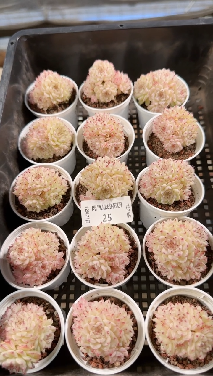  1227-25xx-76多肉量拍任意发一颗群生不包整