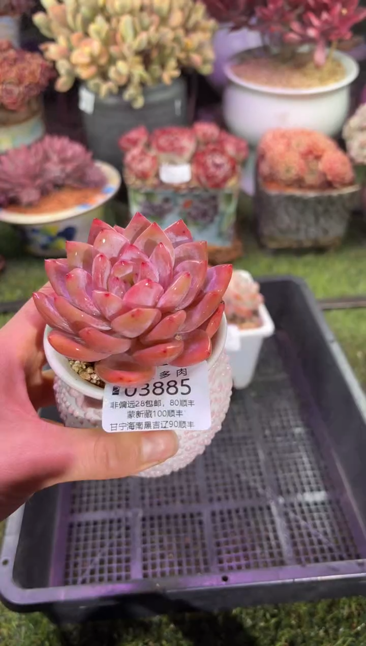 【闪购商品】03885脱土带盆