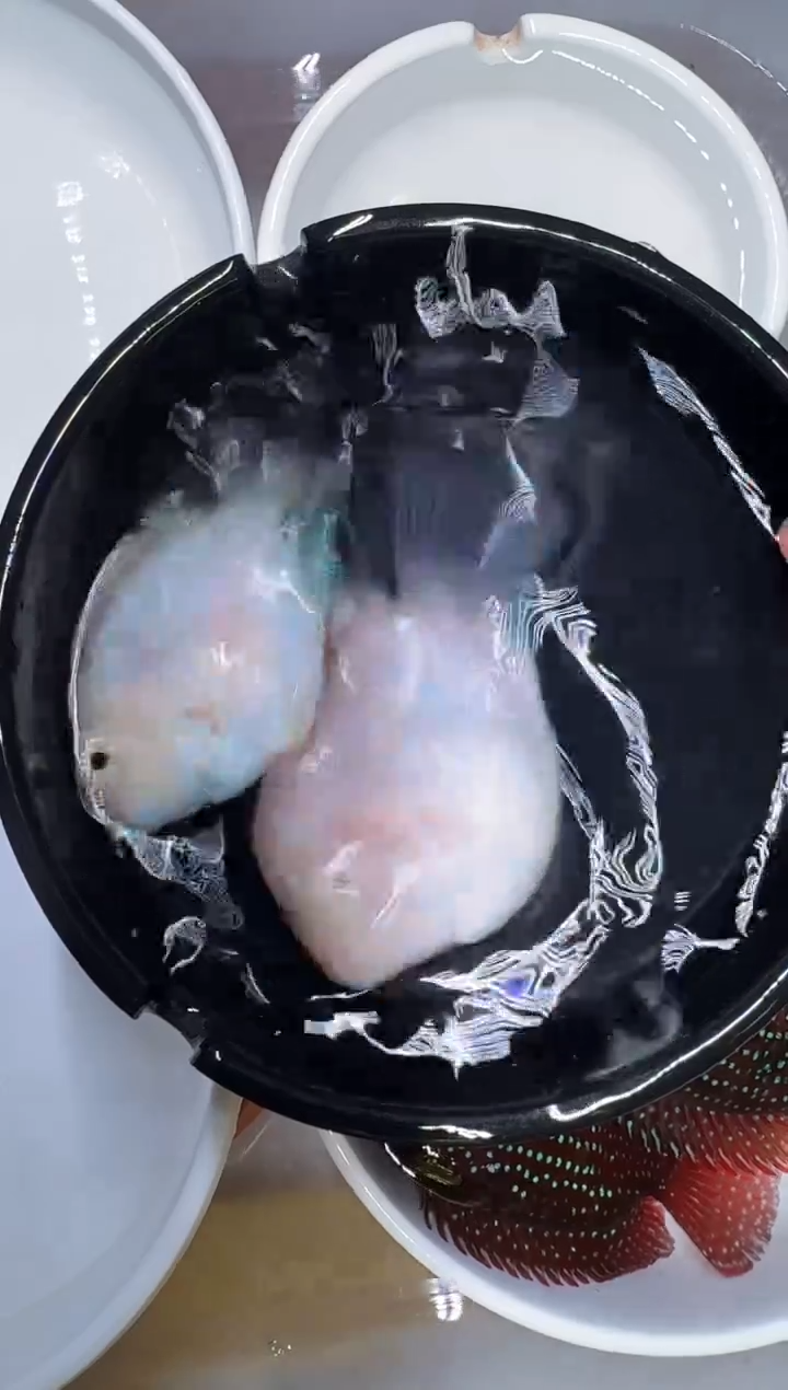 鹦鹉鱼白金一对 