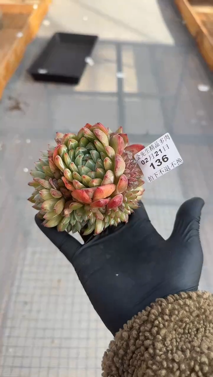 【闪购商品】0221-136雪花珍妮群