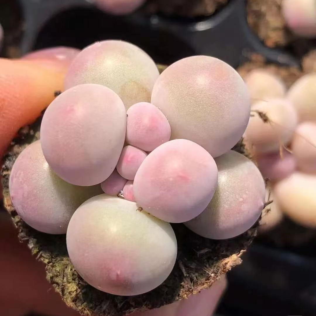 七颗汤圆多肉新手好养 单颗冠幅2厘米左右