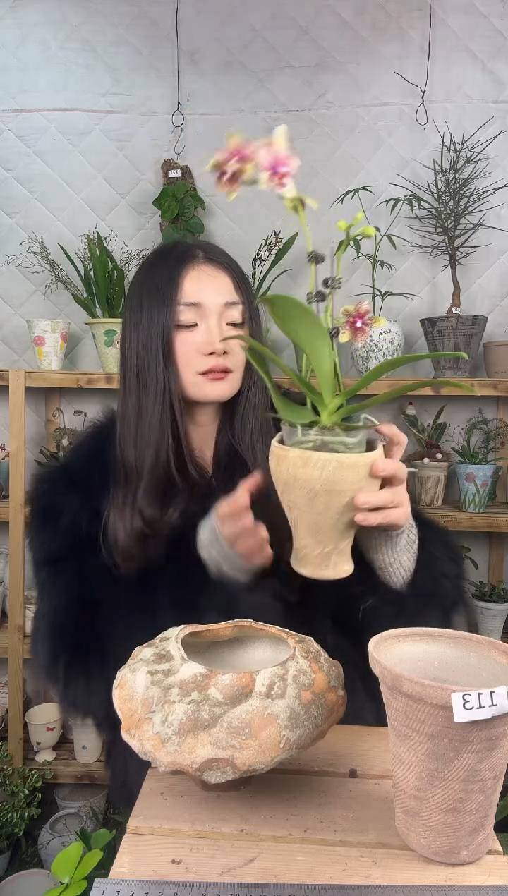 无花朵119蝴蝶兰加盆一套