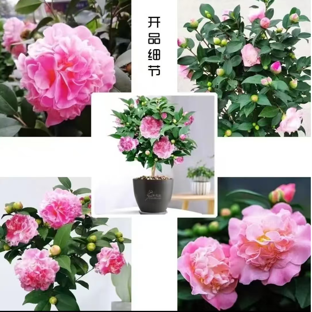 香妃东方亮茶花小苗放漏款