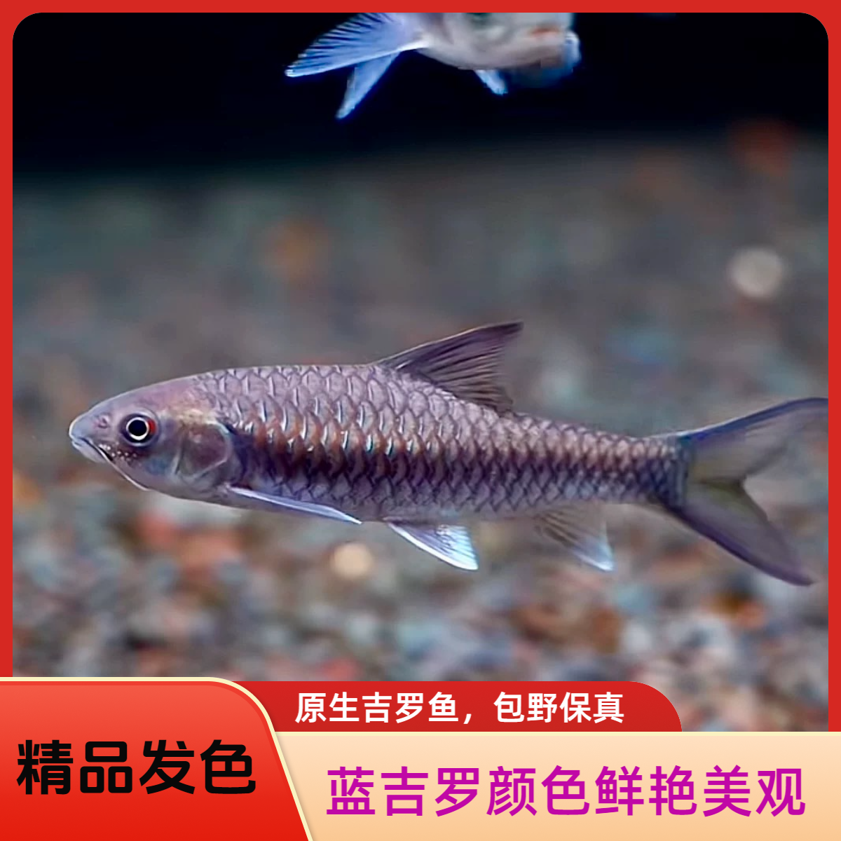 原生异口吉罗鱼 蓝吉罗 史氏 活体【包野保真】 冷水观赏鱼