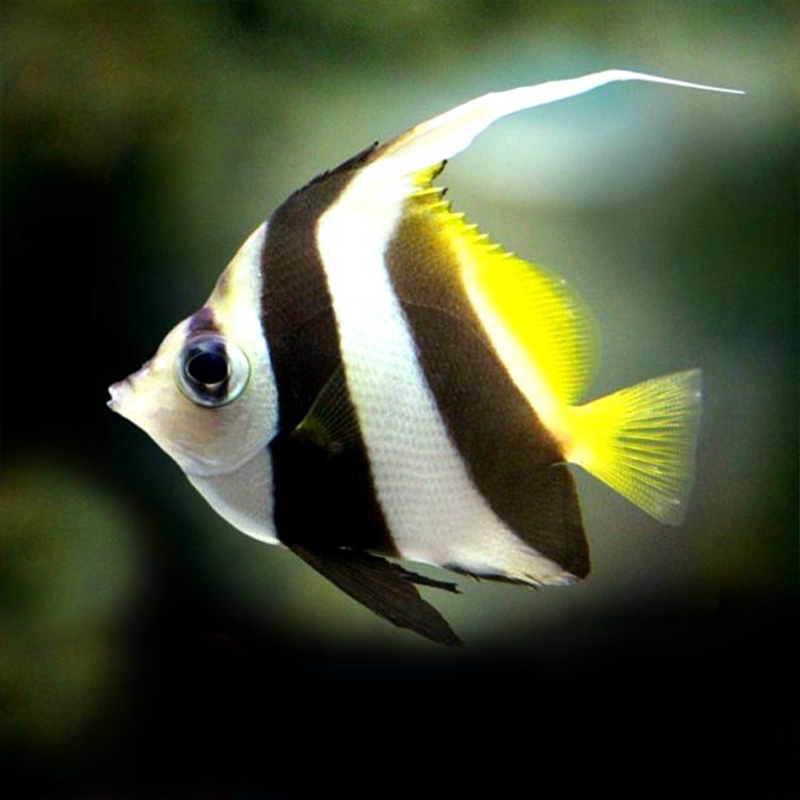 黑白关刀海水观赏鱼海水观赏生物马夫鱼蝴蝶鱼