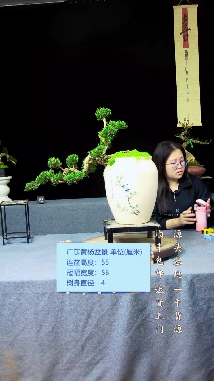 【闪购商品】黄杨盆景黄杨盆景