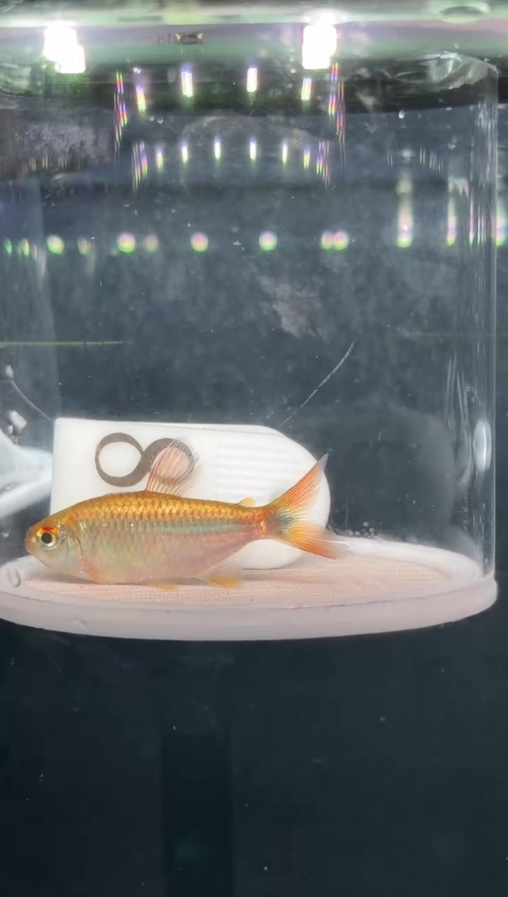 灯科鱼L***i【83】白金安德利卡