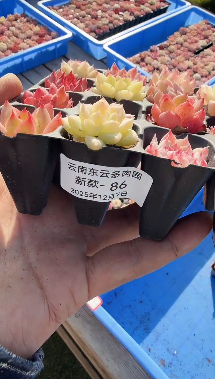 东云多肉园新款-86