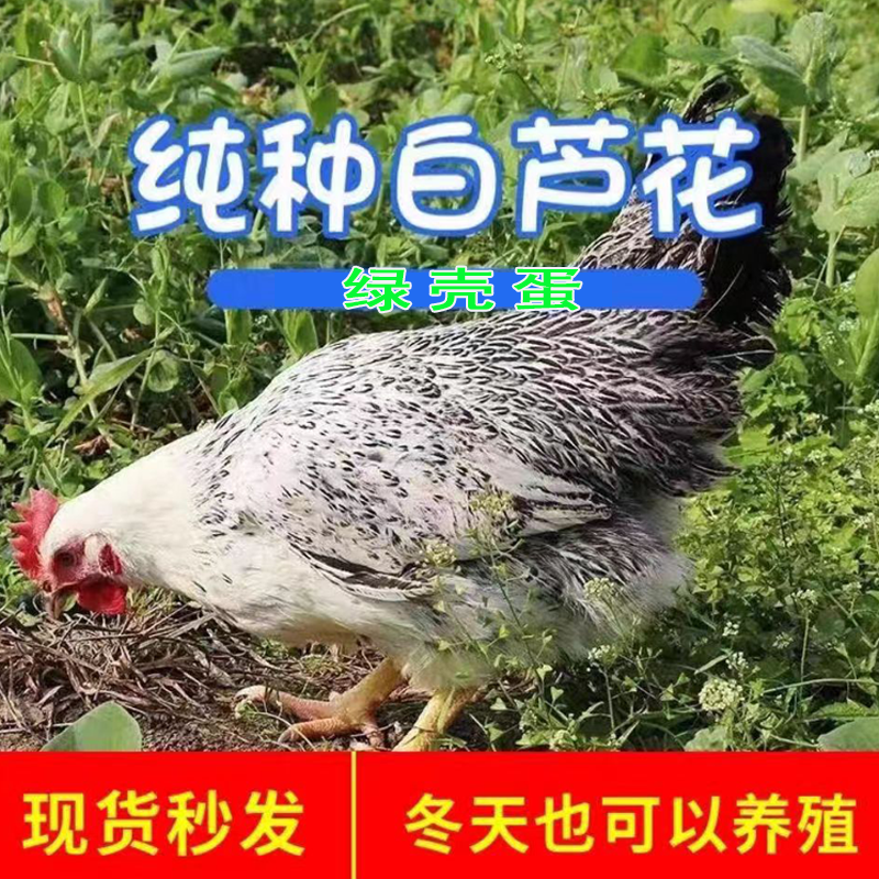 纯种白芦花鸡半斤至7量发货