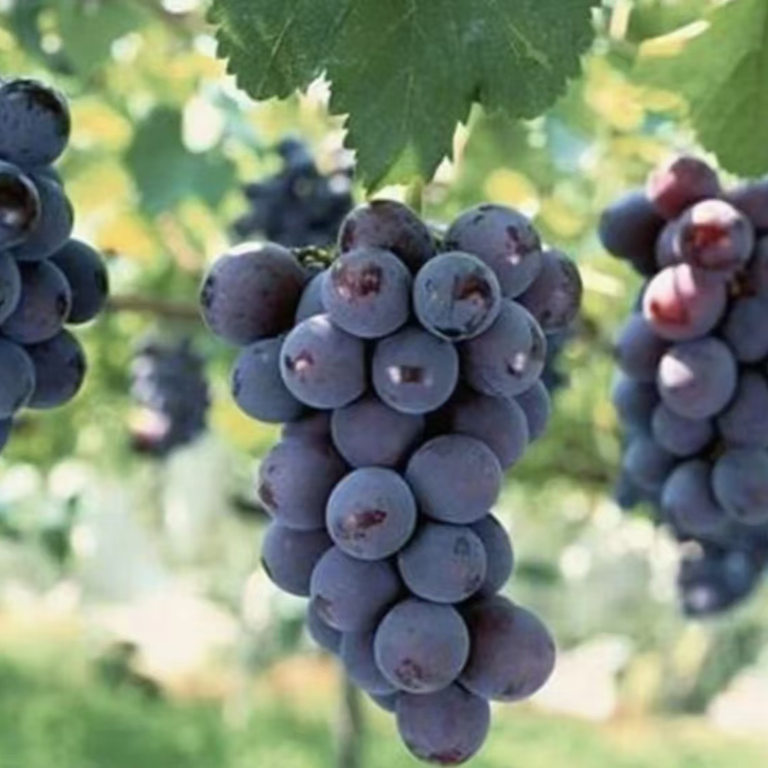 巨峰蓝宝石妮娜皇后葡萄苗盆栽地栽阳台庭院抗旱耐寒种植果树苗