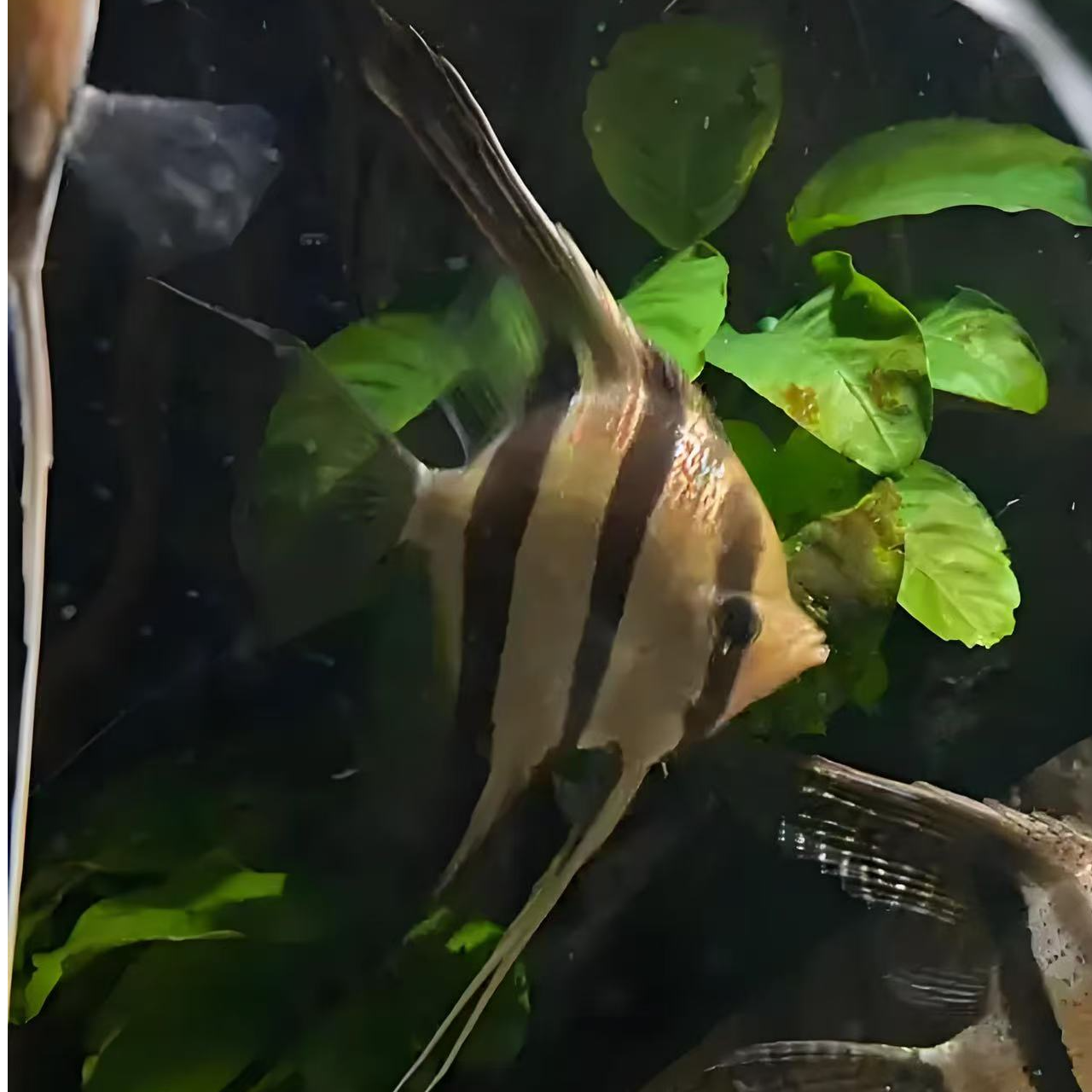 南美热带人工埃及燕鱼