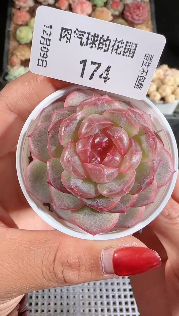 1209-174甘棠多肉群生不包整