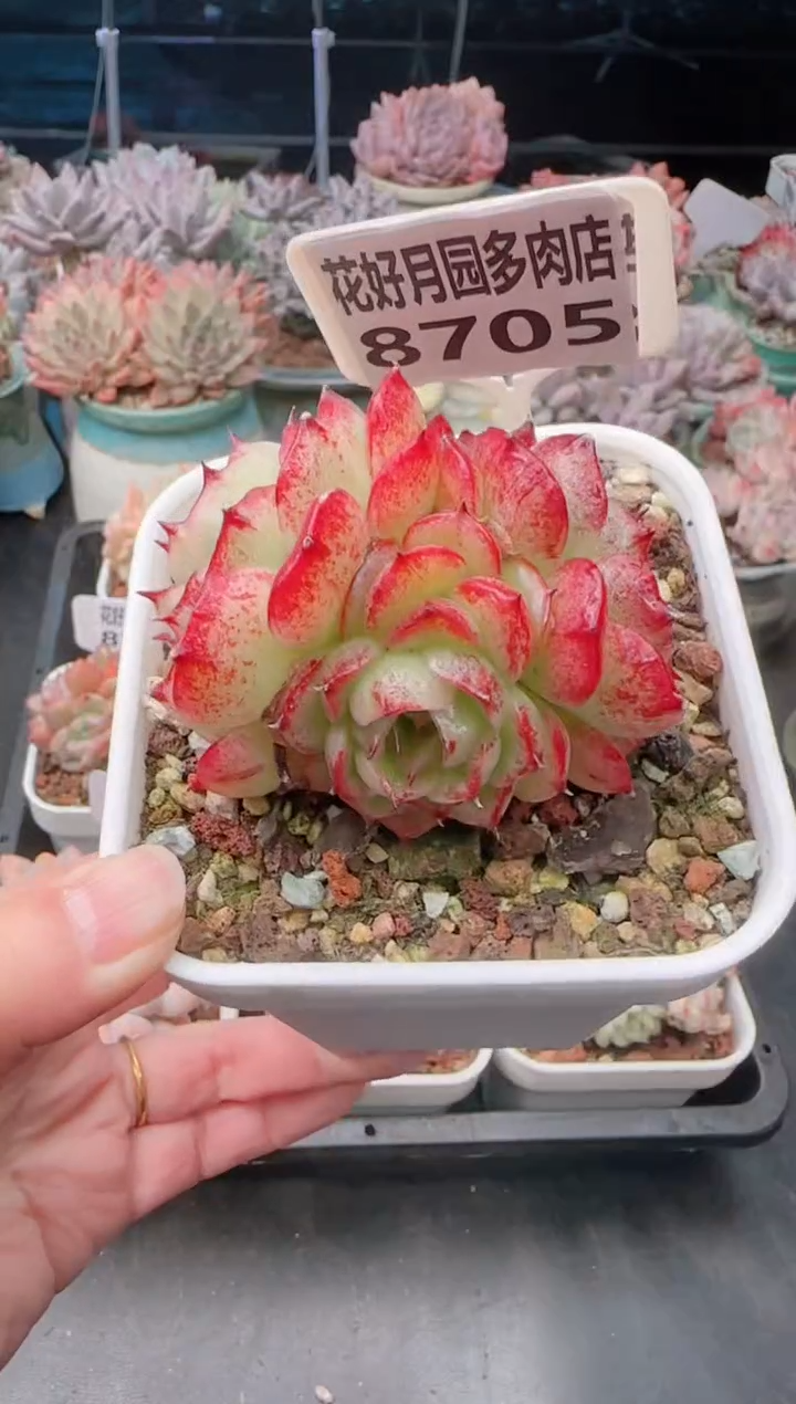 【闪购商品】8705凤凰火