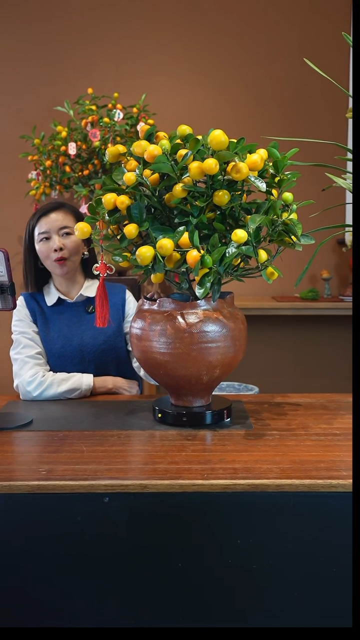 全部花朵金蛋金桔盆景盆景盆景