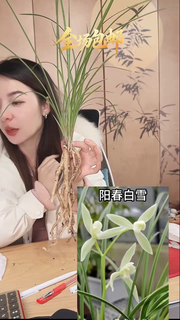 当前无花栽培后可以开花：阳春白雪