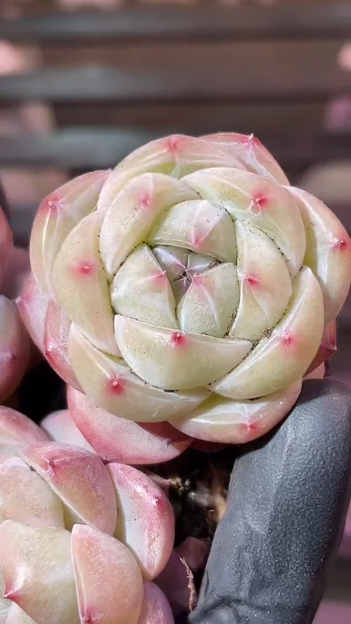 35-24 桃钻2-3厘米量拍发一颗