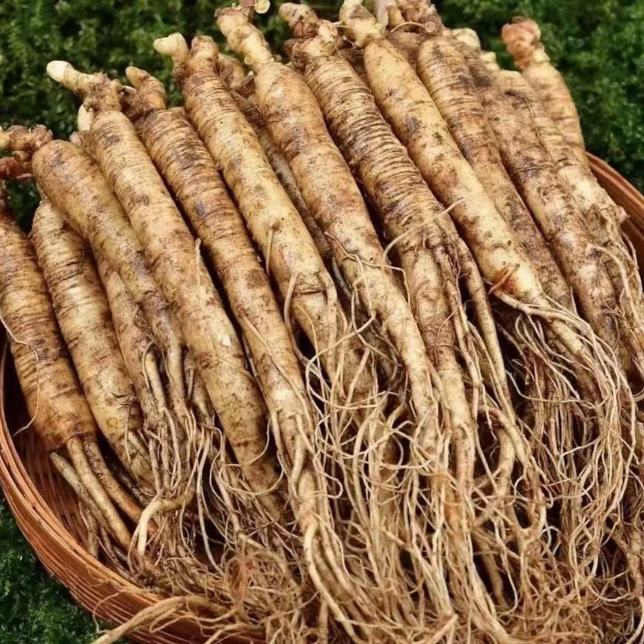 长白山新鲜人参15支单支12g左右青苔保温箱发货