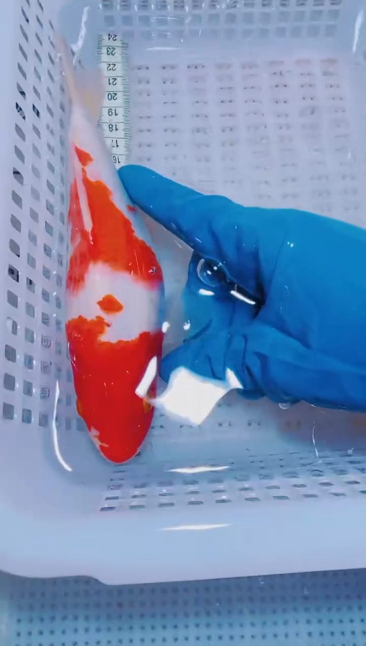 锦鲤血统锦鲤全场包邮201