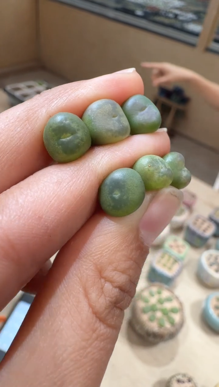 12-51多肉植物肉锥拉登*桃割娘杂交一颗