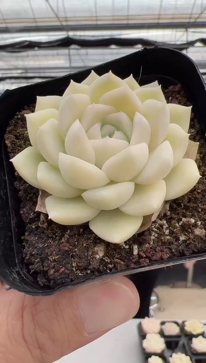 【闪购商品】新款-22