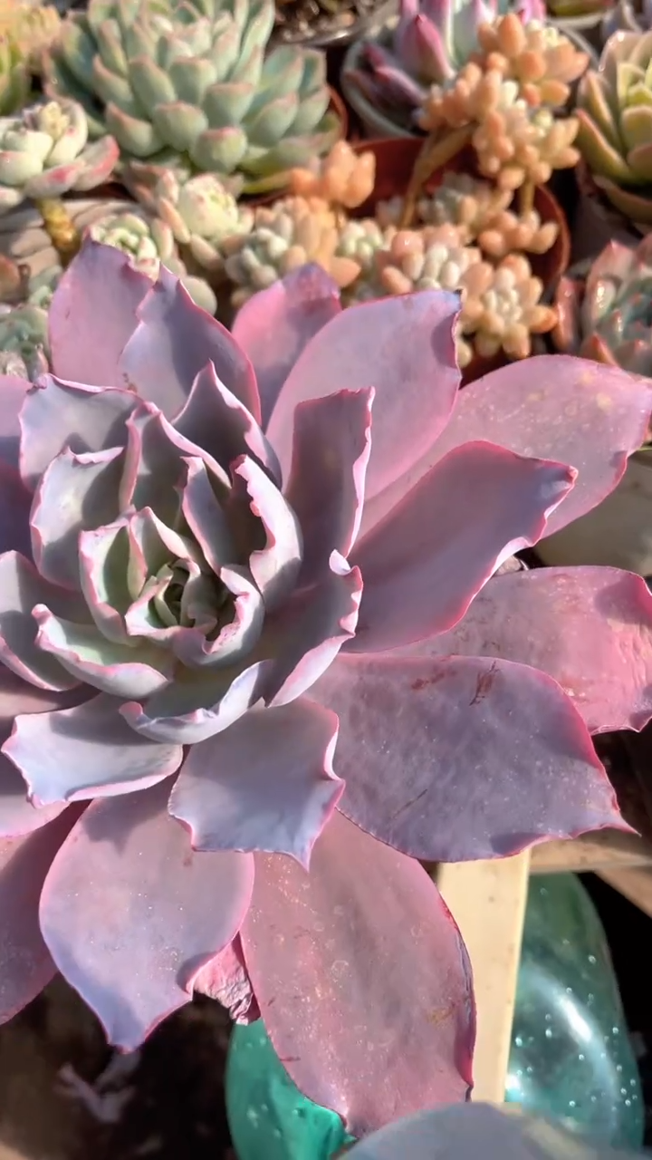 少*跃跃精品多肉01095